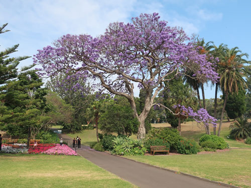 Sydney Botanical Garden